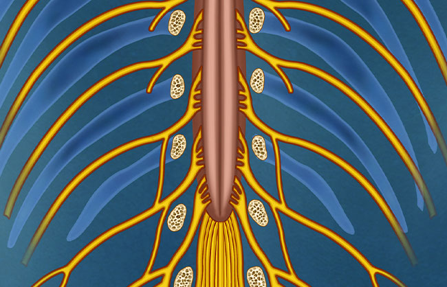 Splanchnic Nerve Blocks treatment at ReMeDy Medical Group